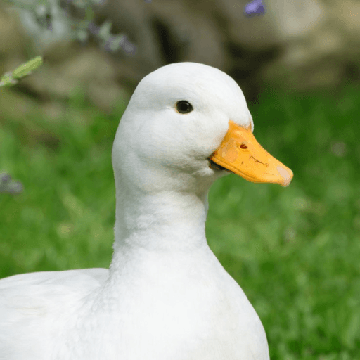 A Modest Duck